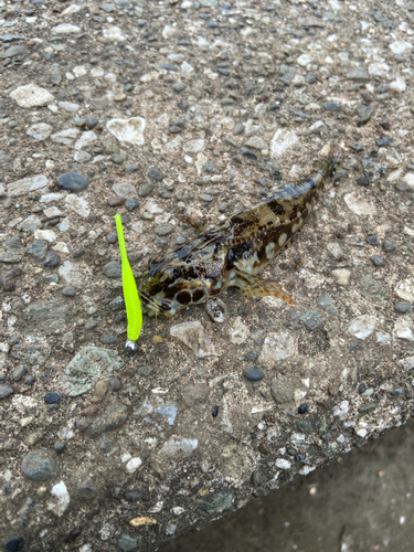 ハゼの釣果