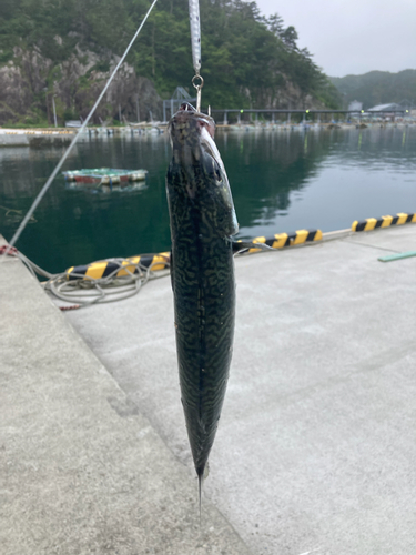 サバの釣果