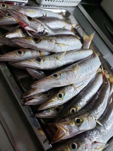 カマスの釣果