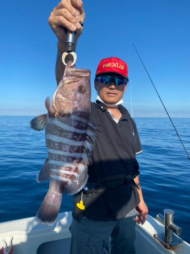 マハタの釣果