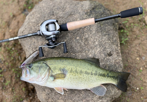 ラージマウスバスの釣果