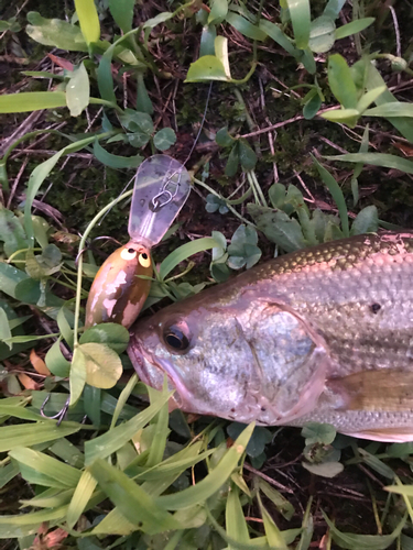 ブラックバスの釣果