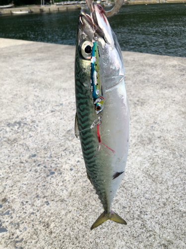 サバの釣果