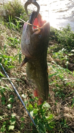 ナマズの釣果