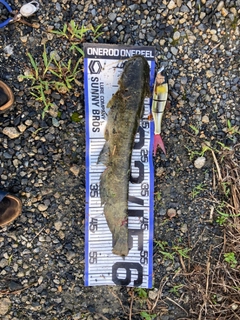 ナマズの釣果
