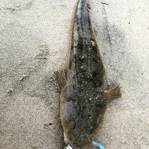 マゴチの釣果