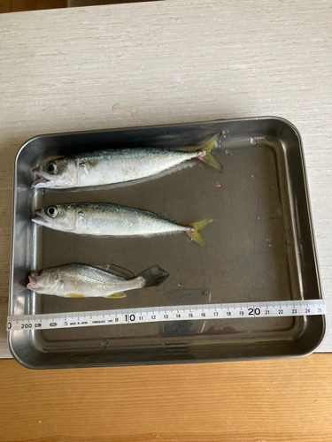 サバの釣果