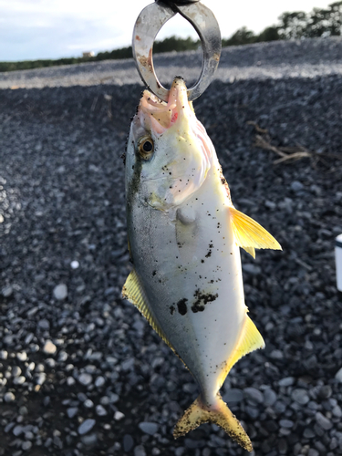 ショゴの釣果