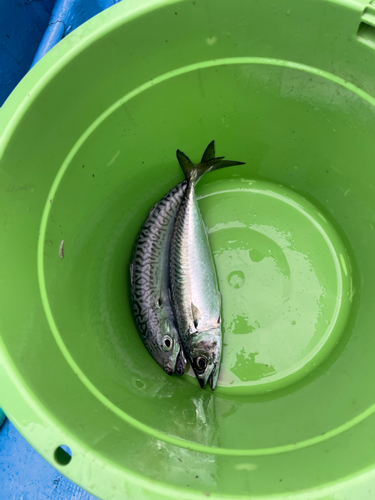 サバの釣果