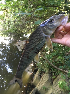 ニゴイの釣果