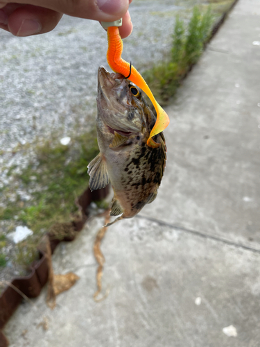 クロソイの釣果