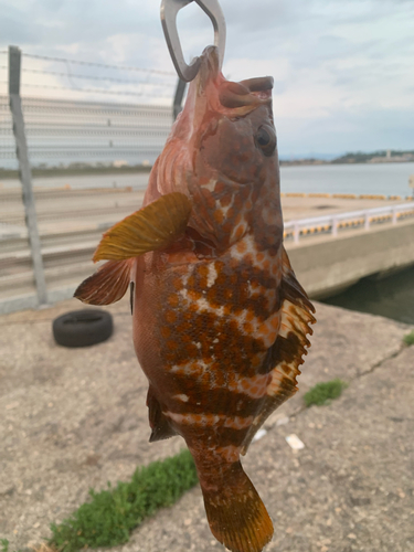 キジハタの釣果