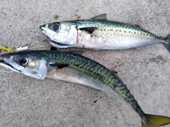 サバの釣果