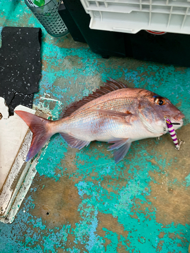 マダイの釣果