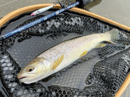 ブラウントラウトの釣果