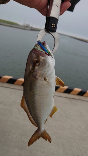 ショゴの釣果