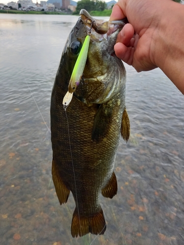 スモールマウスバスの釣果