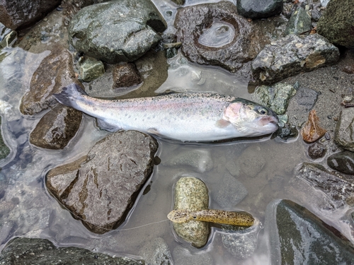 ニジマスの釣果