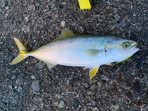 ワカシの釣果