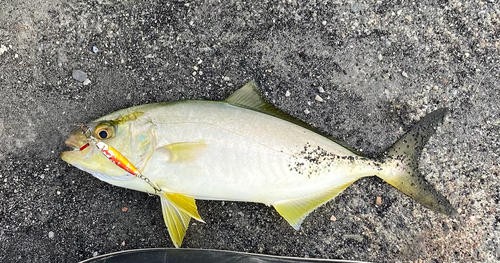 カンパチの釣果