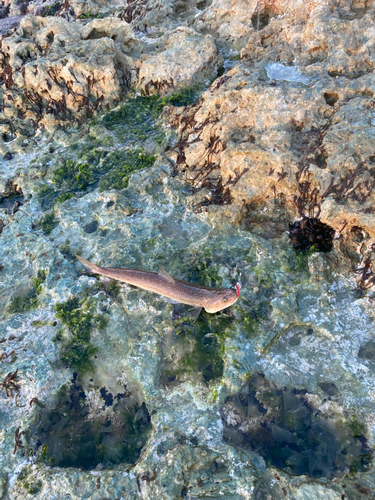 エソの釣果