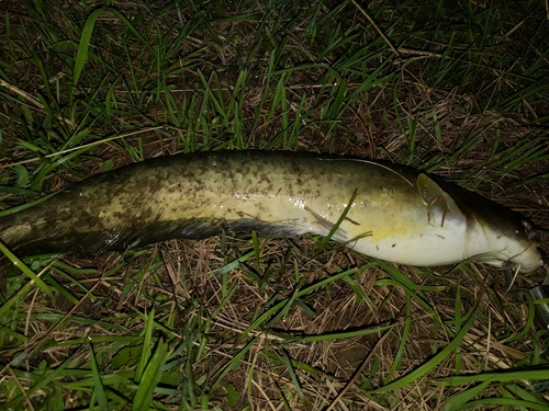 ナマズの釣果