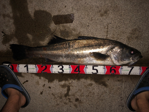 シーバスの釣果