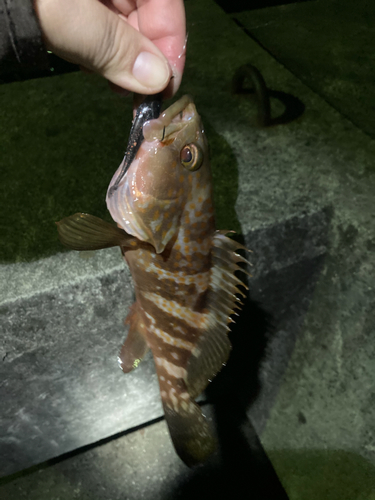 アコウの釣果