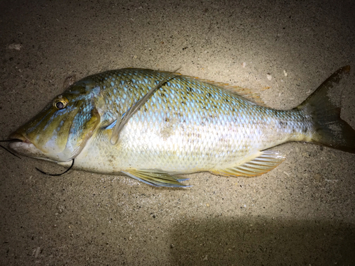 ハマフエフキの釣果