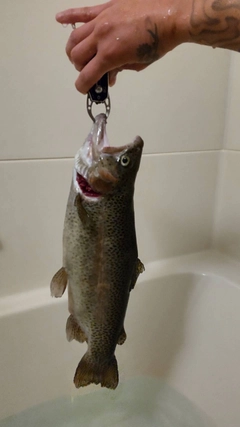 ニジマスの釣果