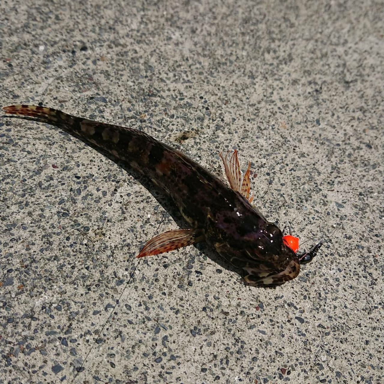 リュウグウハゼ