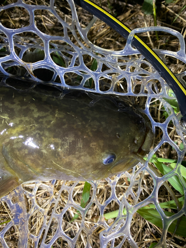 ナマズの釣果