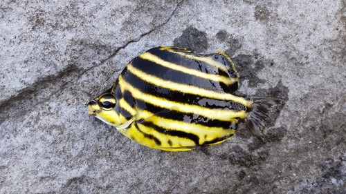 カゴカキダイの釣果