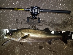 シーバスの釣果