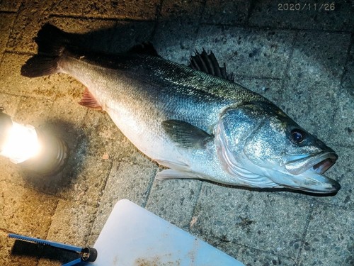 シーバスの釣果