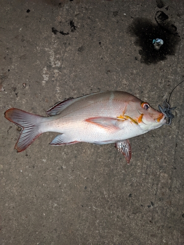 ヒメフエダイの釣果