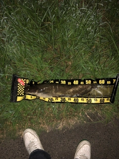 ナマズの釣果