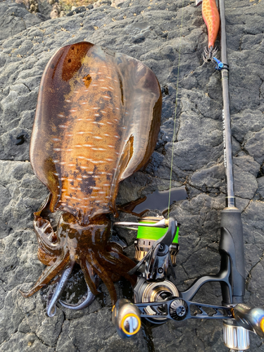 アオリイカの釣果