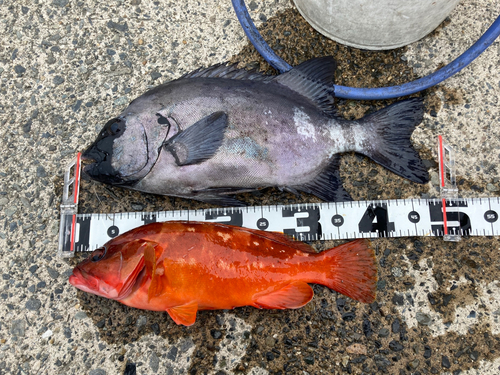 イシダイの釣果