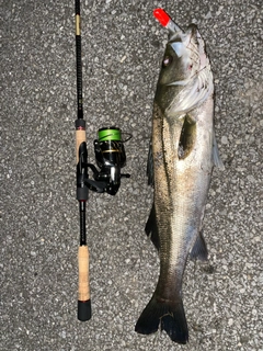 シーバスの釣果