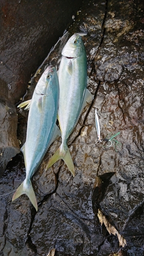 ワカシの釣果