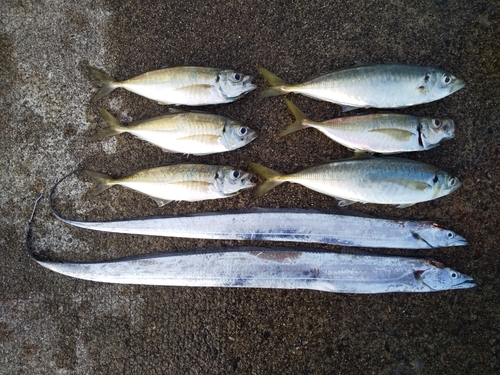 アジの釣果