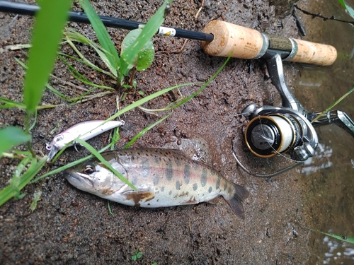 ヤマメの釣果