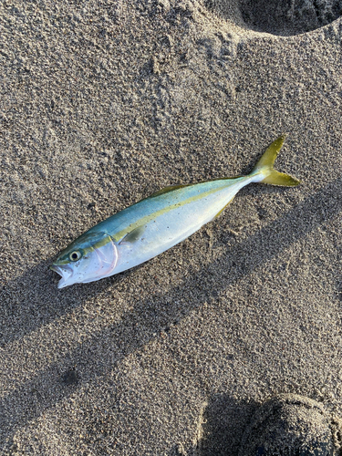 ワカシの釣果