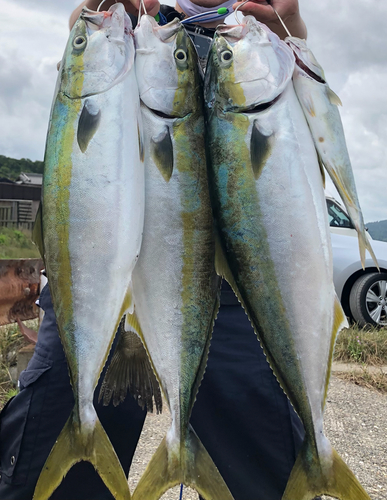 ブリの釣果