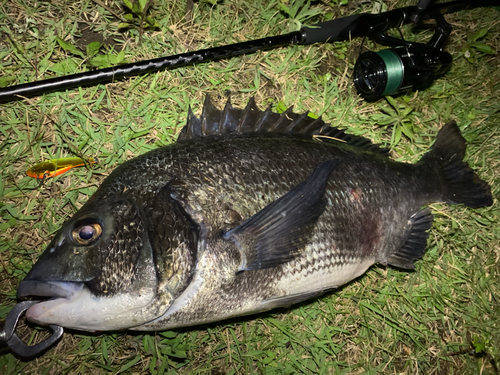 チヌの釣果