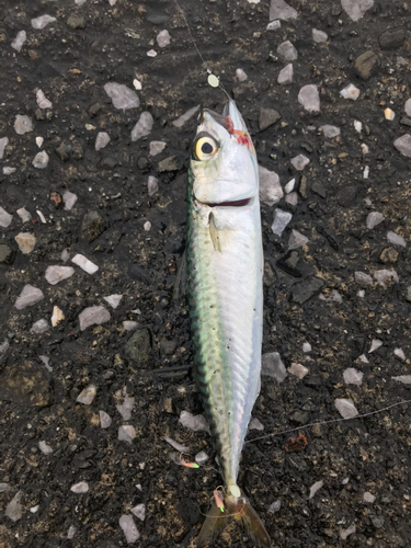 サバの釣果