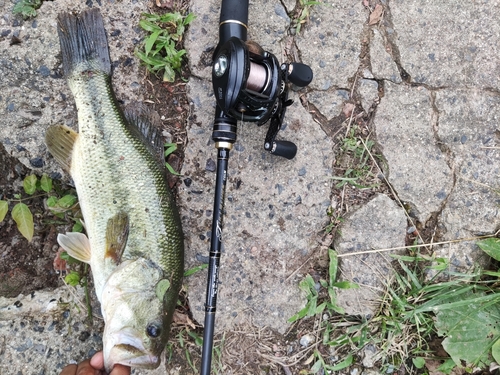 ラージマウスバスの釣果