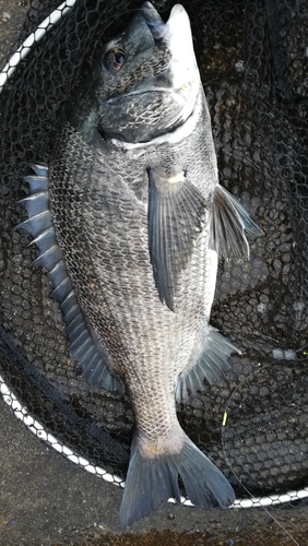 チヌの釣果