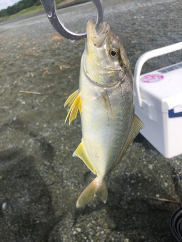 ショゴの釣果